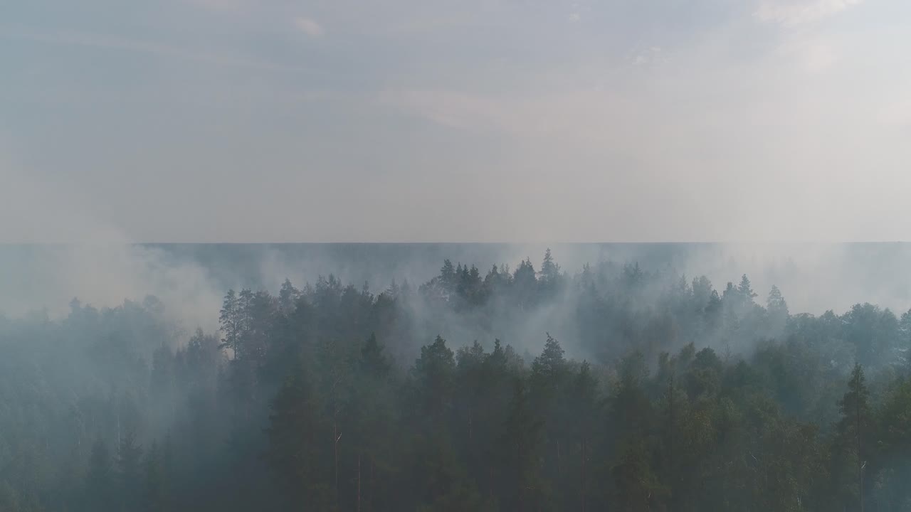 불이 붙은 숲, 불타는 나무, 덤불, 이탄 습지에서 불타는 마른 풀