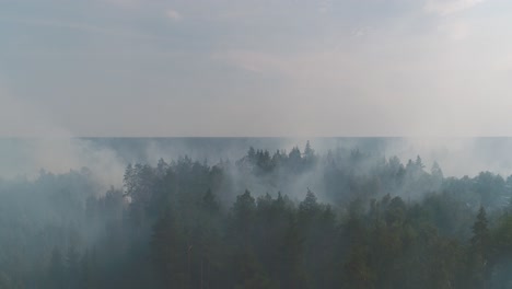 forest in fire, burning trees, bushs, burning dry grass in the peatbog
