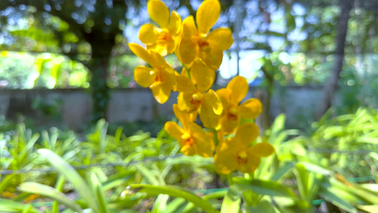 노란색 오키디는 울창한 온실 환경에서 꽃을 피운다