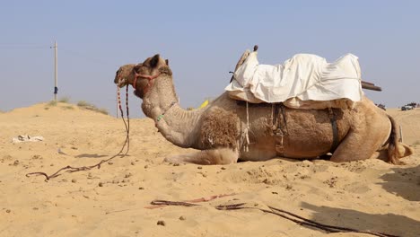 Camello-Mascota-Con-Carro-Tradicional-Sentado-En-El-Desierto-Durante-El-Día-Desde-Un-ángulo-Diferente