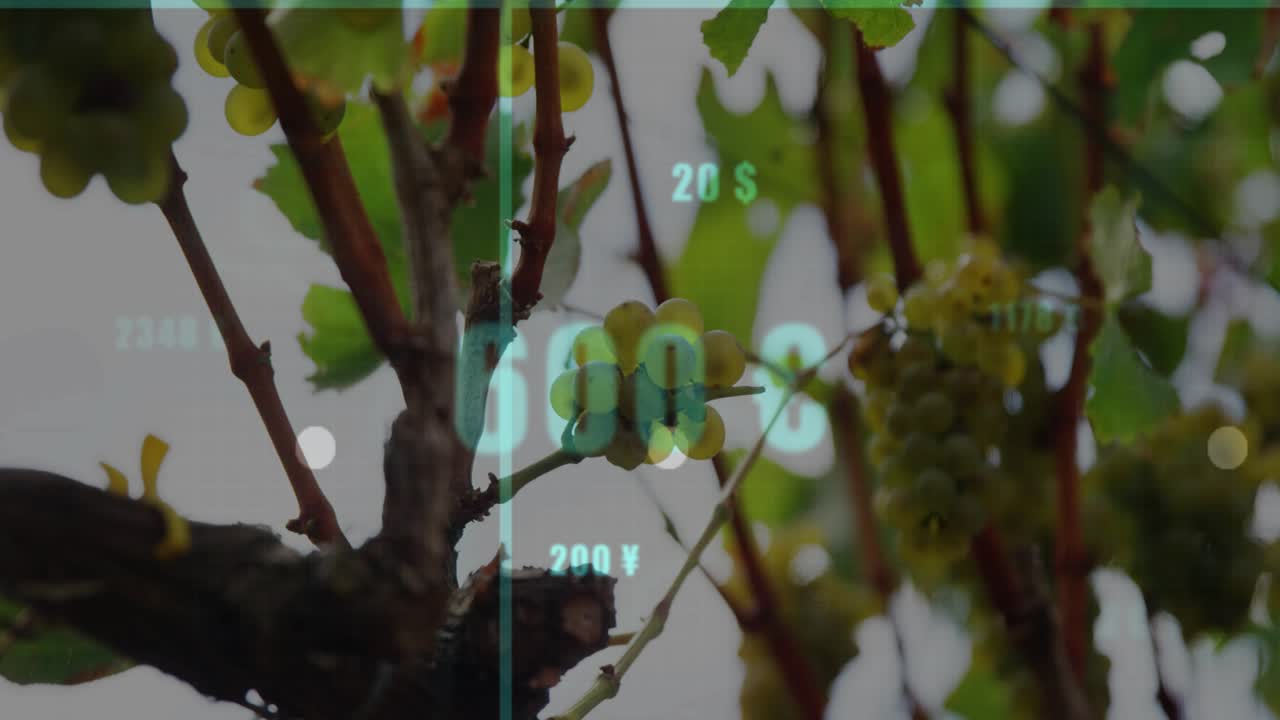 Turquoise grid fading in, overlay rising and chart bars sliding up, visualizing crop value