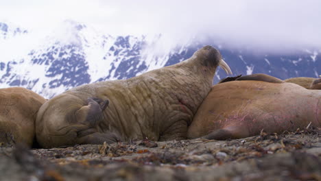 La-Morsa-Se-Acuesta-En-La-Playa-Durmiendo-Y-Rascándose