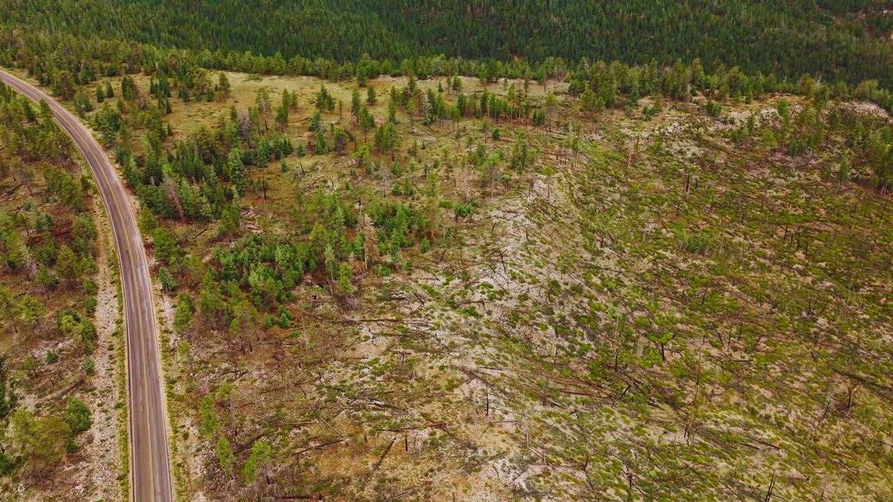 Green pine tree forest covering the rocky landscape. Drone descending over the bare land with old woods scattered around.
