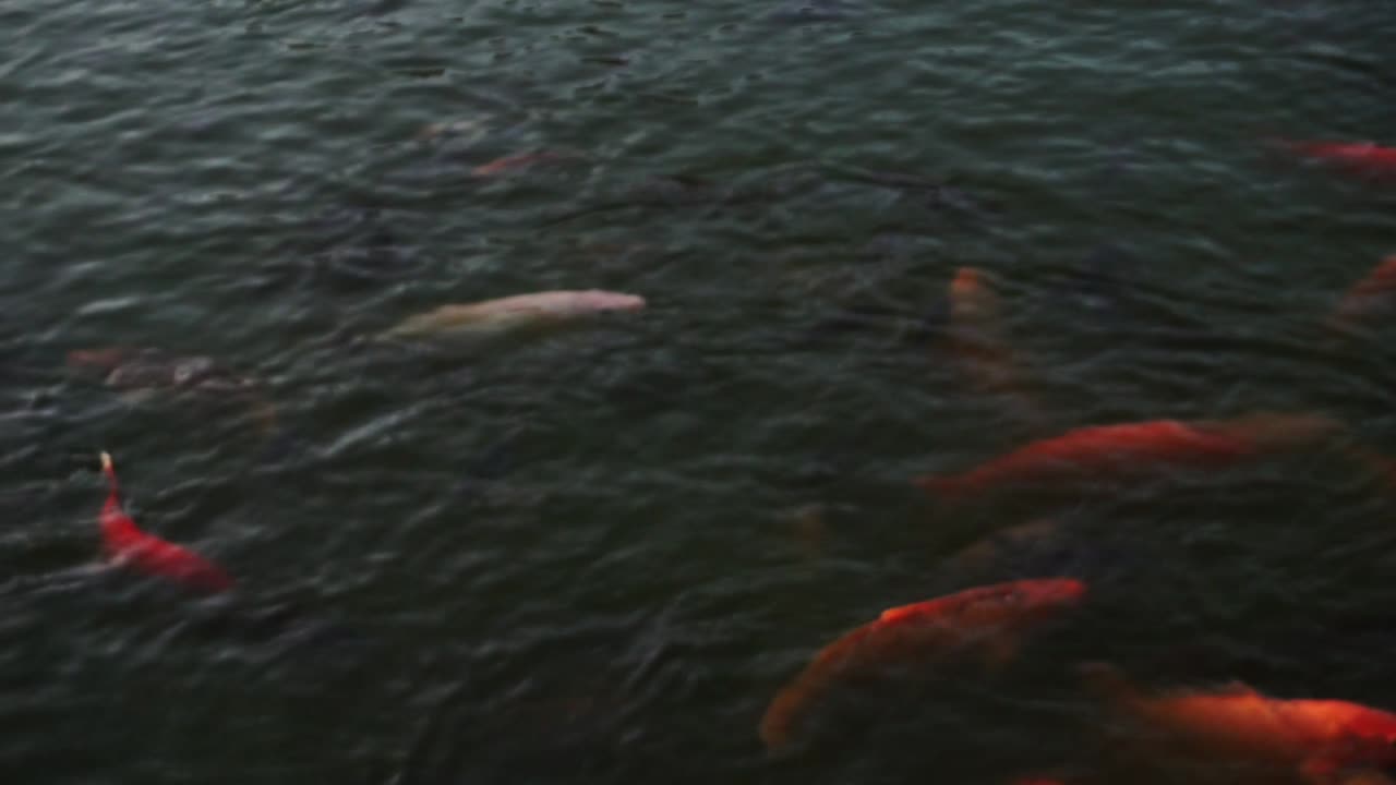 Defocused Close up shot showing school of goldfish swimming in natural pond outdoors