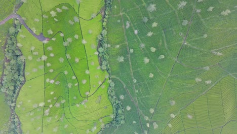 drone fly over green tea plantation in high altitude