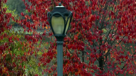 a-low-altitude,-aerial-view-of-tree-with-red-leaves-in-a-park-on-a-cloudy-day-in-autumn