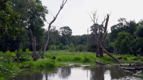 Zerbrochene-Bäume-In-Einem-Naturschutzgebiet