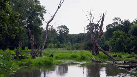 broken trees in a nature reserve