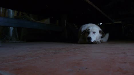 perro acostado en un piso de azulejos rojos