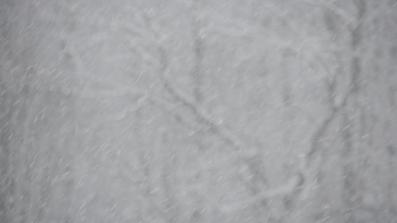 Un'immagine di una bufera di neve con alberi sullo sfondo.