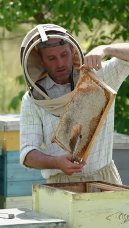 beekeeper inspecting honeycomb