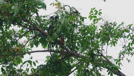 Tirando-De-Una-Rama-Hacia-Abajo-Para-Alcanzar-Algunas-Flores-Para-Comer,-Mono-De-Hoja-Oscura-Trachypithecus-Obscurus,-Tailandia