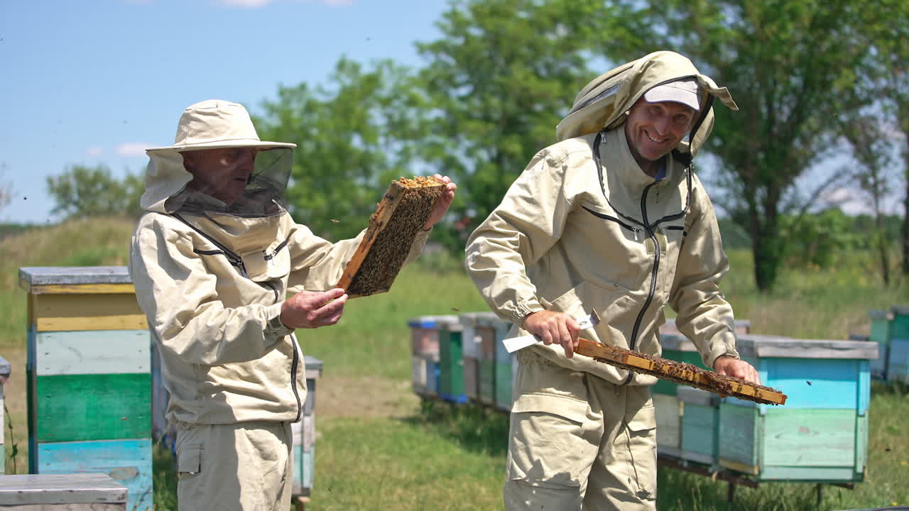 Two experienced apiarists holding heavy honey frames covered with bees. Younger man is smiling satisfactory looking at frame. Lots of bees flying around.