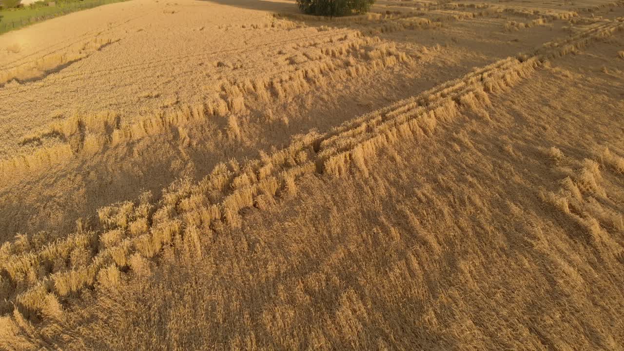 Drone aerial of a wheat field flattened by wind in the sun
