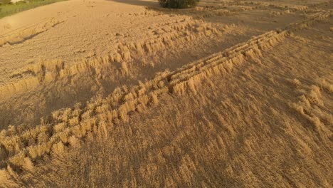 drone aerial of a wheat field flattened by wind in the sun