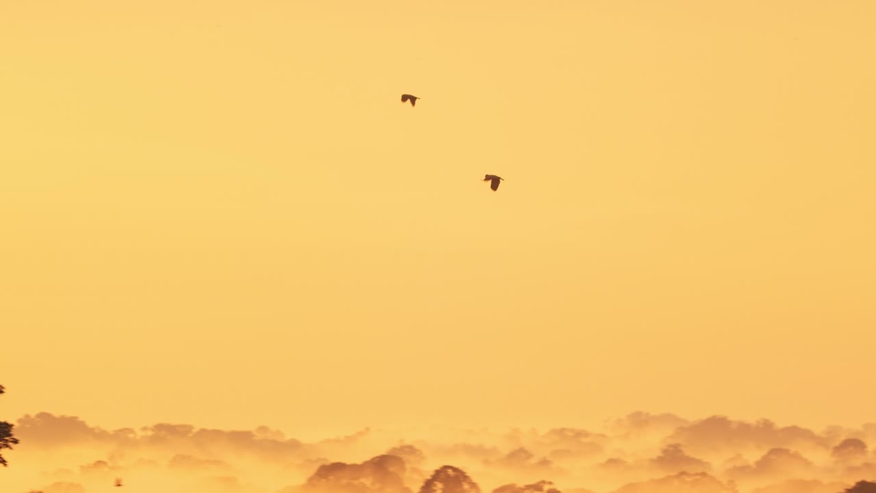 Parrots soar above mist-veiled trees of Peru’s Amazon at twilight, a tranquil scene in motion.