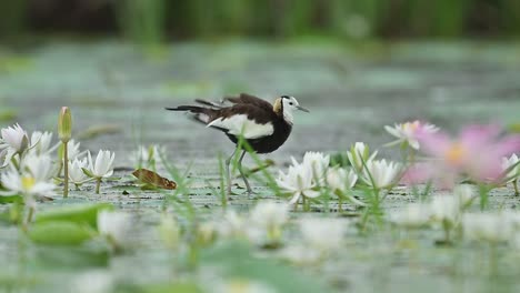 peaceful pond scene with jacana cleaning feathers after tropical downpour