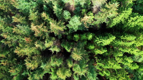 Lowering-into-green-lush-forest---South-West-Iceland---Drone-4k