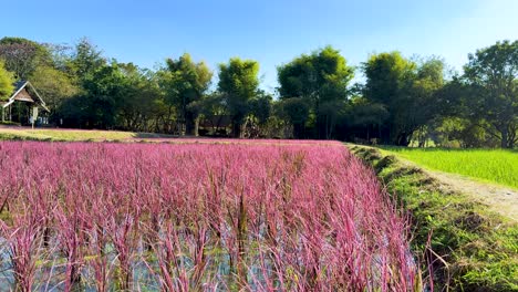 campo de arroz colorido bajo un cielo azul claro