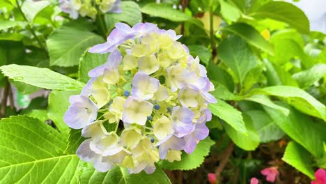 it became hydrangea flowering season