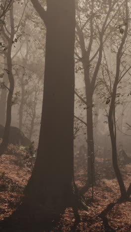 mysterious foggy forest