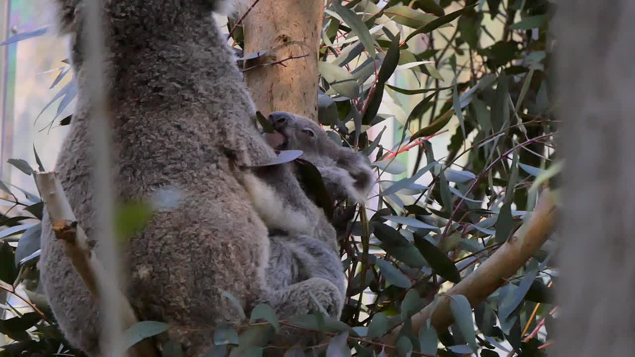 Koala and baby in the wild