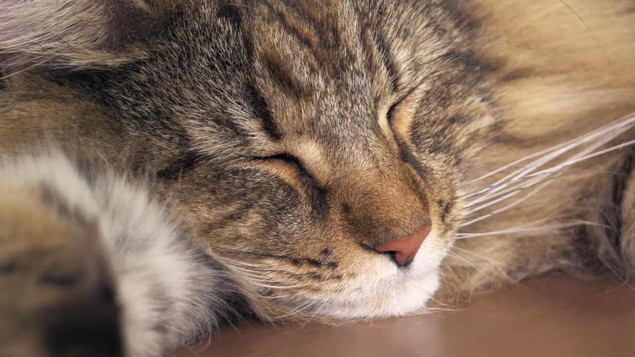 Close-up of a Norwegian Forest cat asleep while doing small lip smacks like "nom nom"