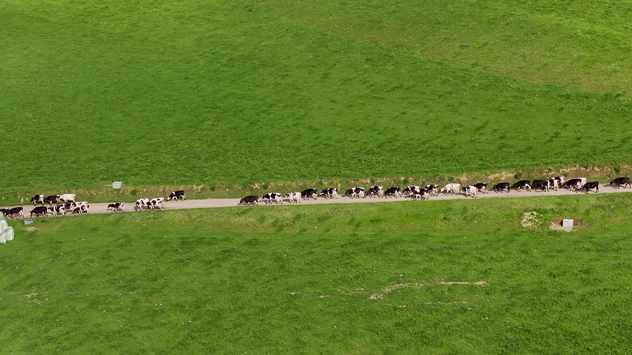 Herd of Cows Walking on a Country Road