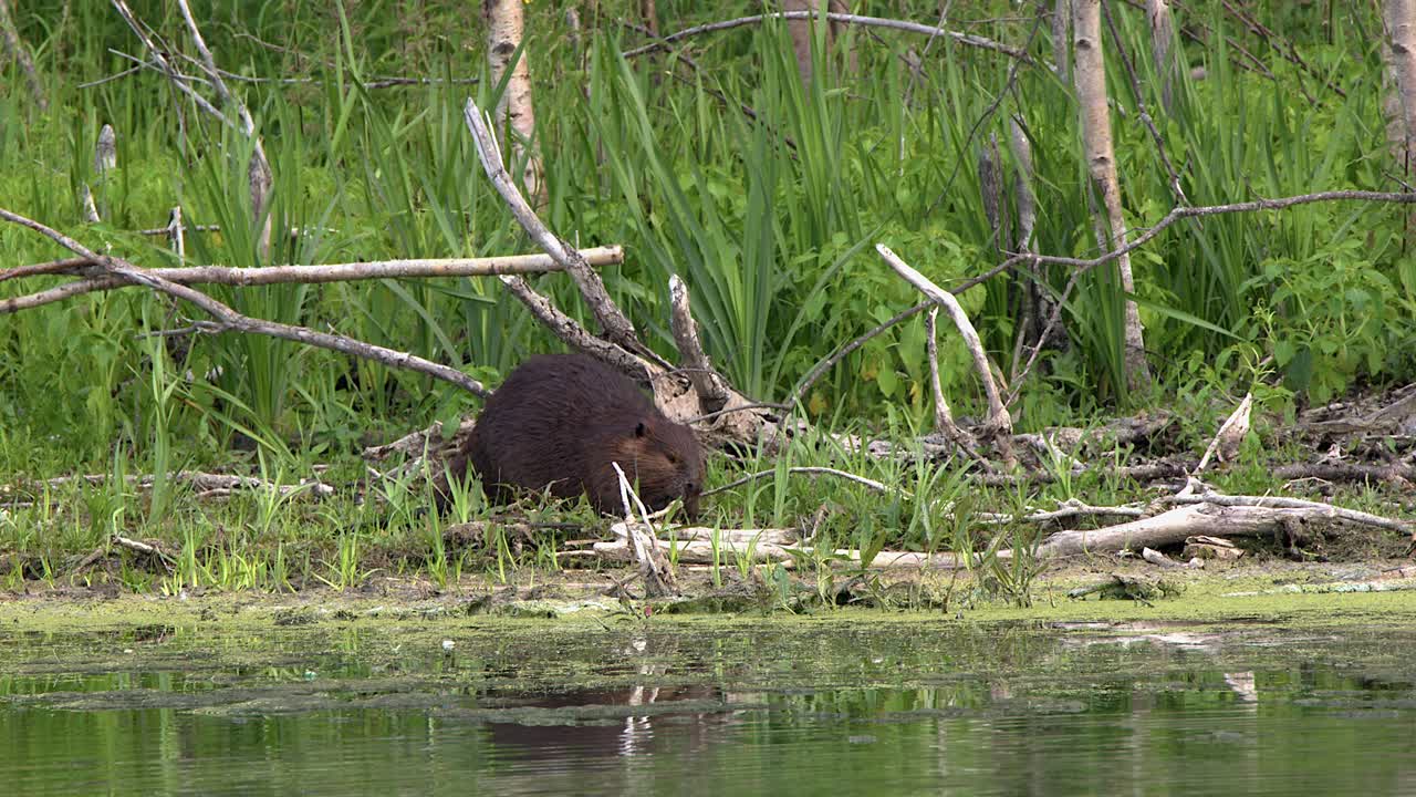 Beaver on northern forest lakeshore feeds on fresh green plant shoots