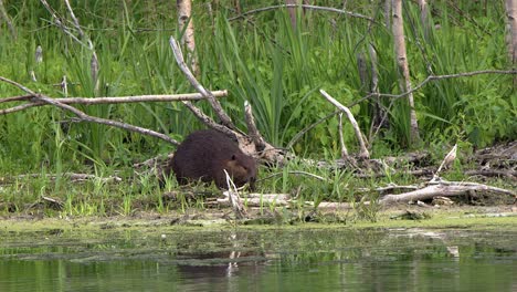 beaver on northern forest lakeshore feeds on fresh green plant shoots