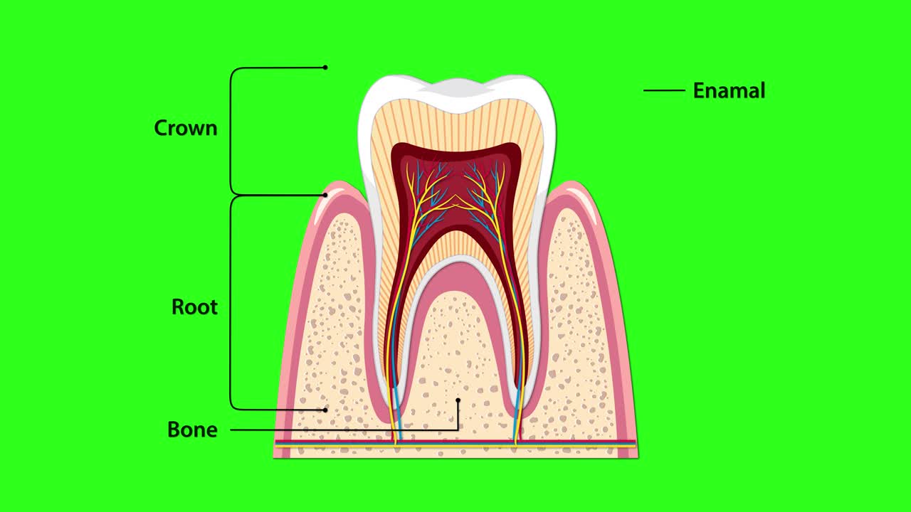 Animated cross-section of human tooth with sequential anatomical labels, clean vector style, green background