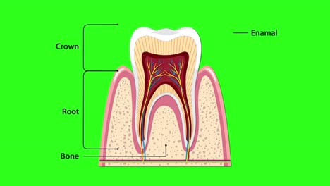 animated cross-section of human tooth with sequential anatomical labels, clean vector style, green background