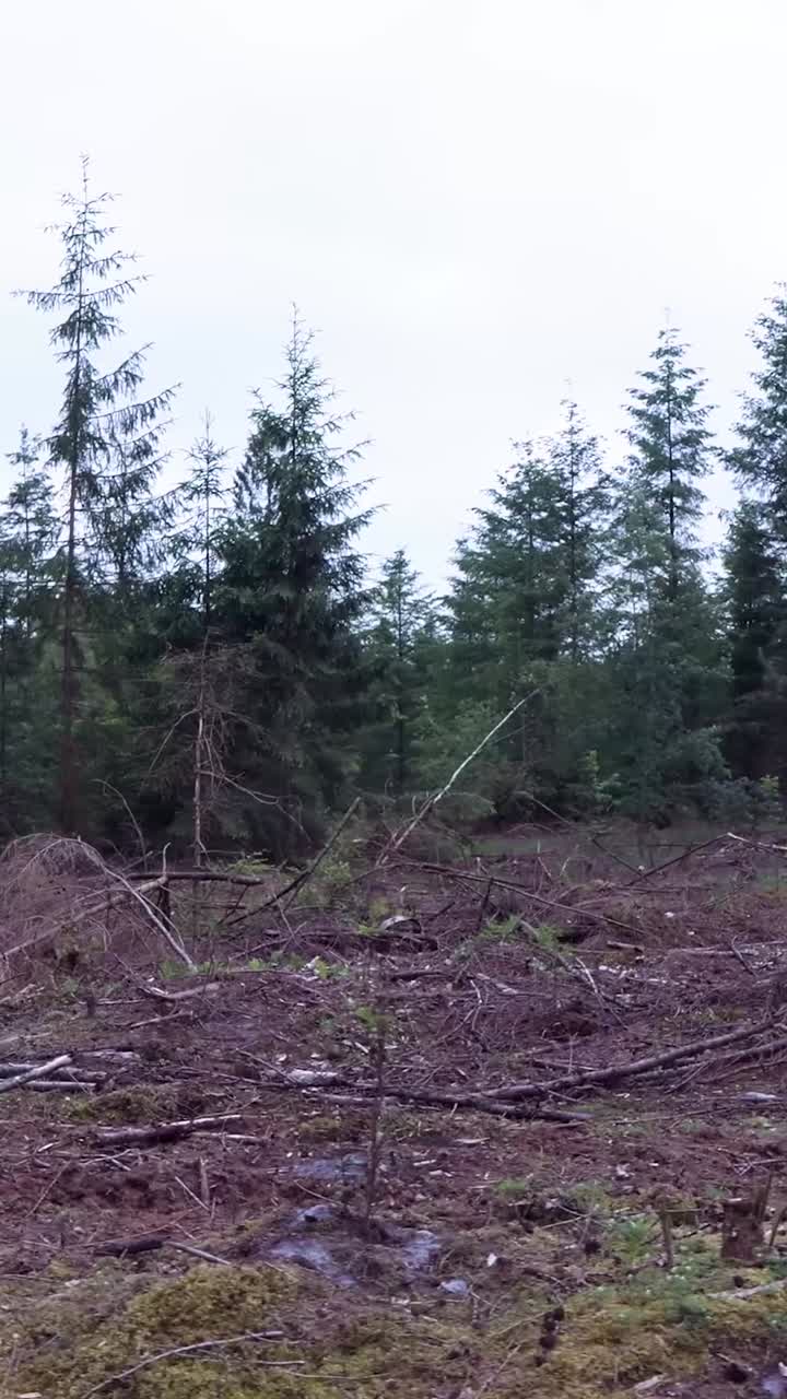 Forest Clearing