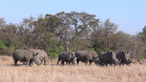 Group-of-southern-white-rhinos-graze-on-dry-grass-by-trees-in-sunlight