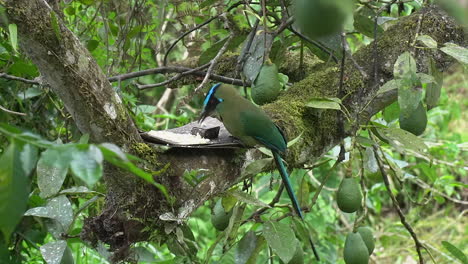 colourful highland motmot at bird feeder in avocado tree in peru