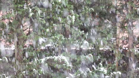 closeup of snowstorm, winter time green background