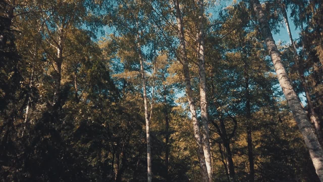 movimiento de inclinación en un bosque