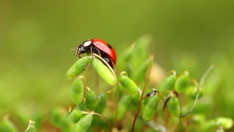 Vida-Silvestre-De-Cerca-De-Una-Mariquita-En-La-Hierba-Verde-En-El-Bosque