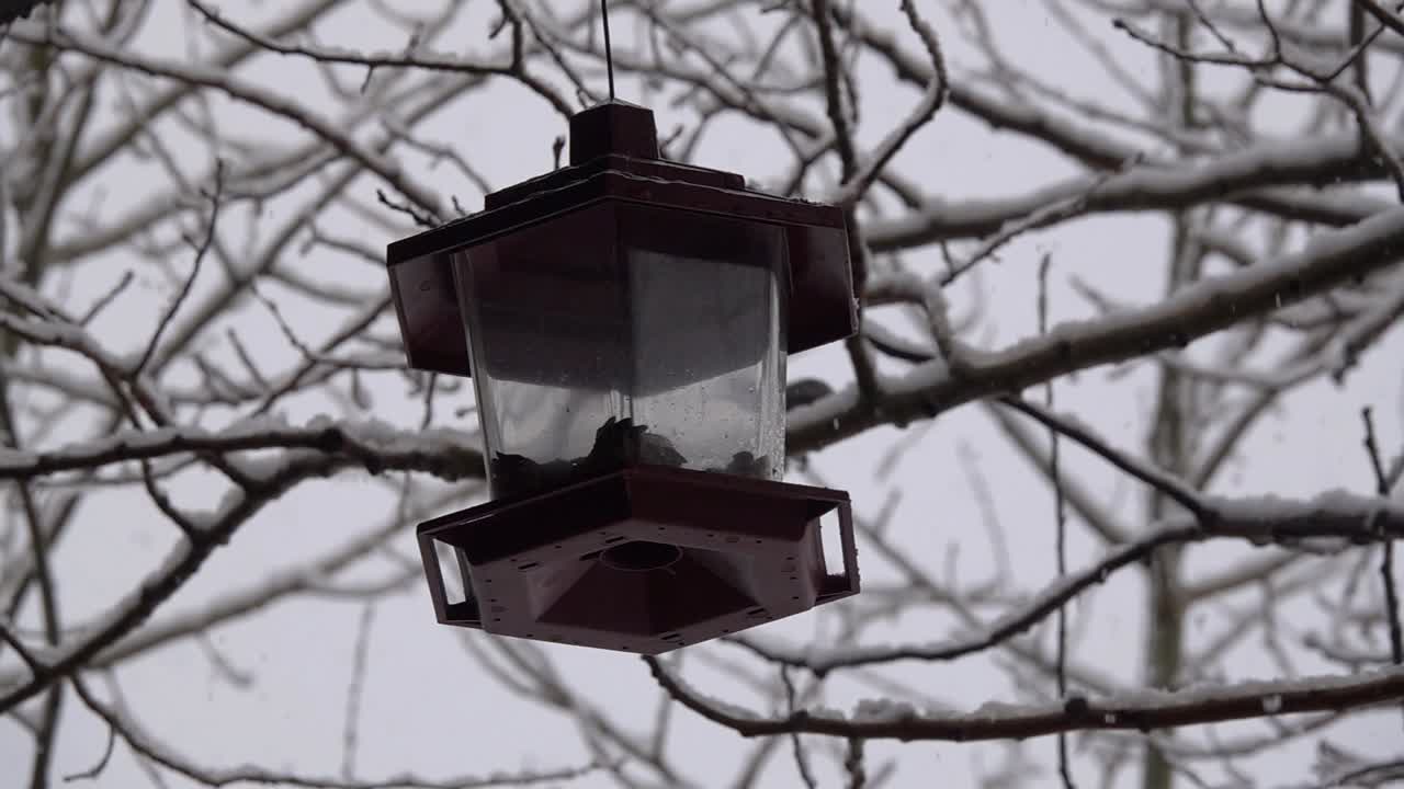 Bird eating from a bird feeder during winter.