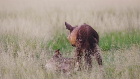 brown hyena chews on carcass in central kalahari desert