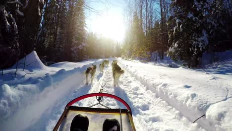 musher riding sleigh