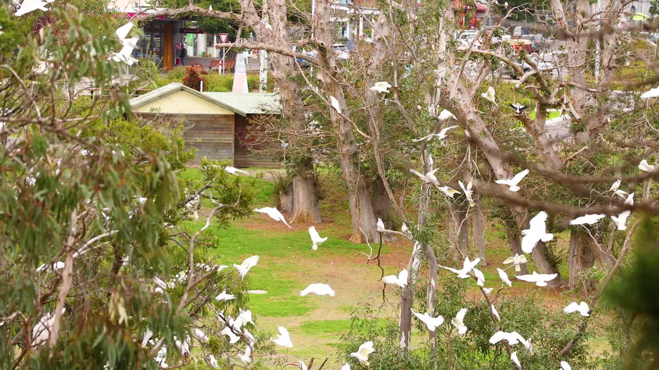 A vibrant flock of long-billed corellas takes flight in a lush park setting, captured in bright daylight