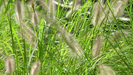 an einem sonnigen sommertag wächst üppig grünes springgras auf der wiese