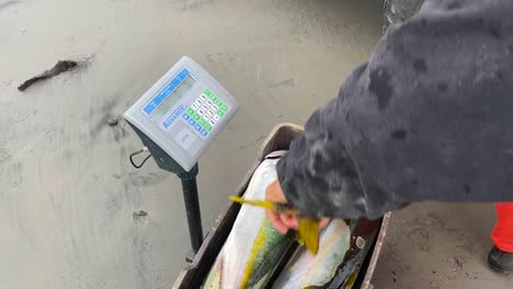 crate full of yellowtail fish is weighed on beach by fishermen