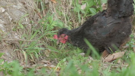 black rooster chicken cock in farm