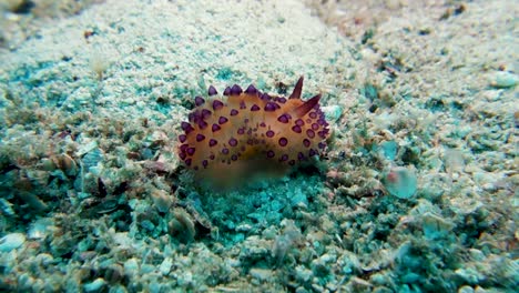 la babosa de mar nudibranquio janolus sostiene el fondo mientras los ceratas se balancean en la corriente