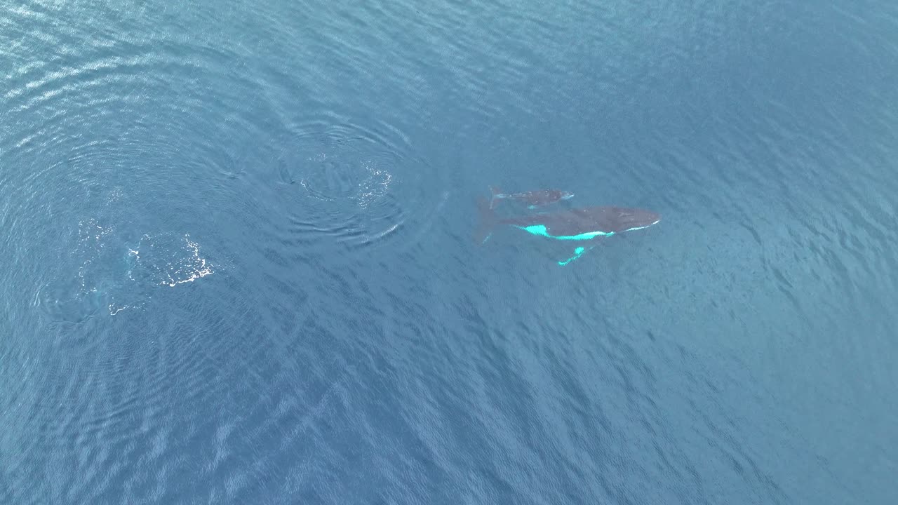 프랑스 폴리네시아의 스 베이 (cooks bay) 에서 날아다니는 엄마 고래와 새끼 고래의 공중 사진