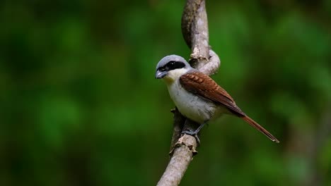 Der-Tigerwürger-Hat-Seinen-Namen-Von-Dem-Tigerähnlichen-Muster-Auf-Seinen-Federn,-Da-Er-Auch-Ein-Raubtier-Eines-Vogels-Ist,-Der-Sich-Von-Insekten,-Sehr-Kleinen-Säugetieren-Und-Sogar-Vögeln-Seiner-Größe-Ernährt