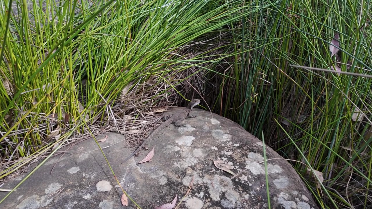 Australian water dragon resting on a sunlit rock beside tall grasses in a natural bushland setting. Detailed reptile behavior footage captured in an outdoor wildlife environment.