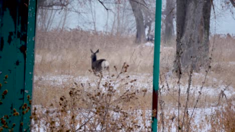 Two-young-mule-deer-run-away-in-a-grassy-area-in-winter